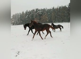 German Sport Horse, Stallion, 1 year, 17 hh, Chestnut-Red
