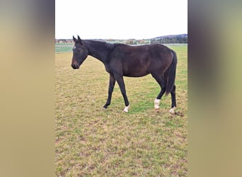 German Sport Horse, Stallion, 1 year, 17 hh, Smoky-Black