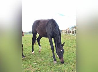 German Sport Horse, Stallion, 1 year, 17 hh, Smoky-Black