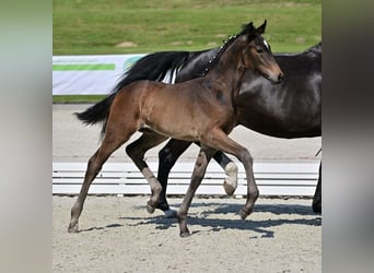 German Sport Horse, Stallion, 1 year, Bay-Dark