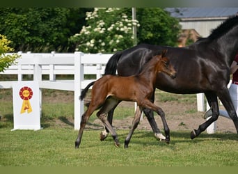 German Sport Horse, Stallion, 1 year, Bay-Dark