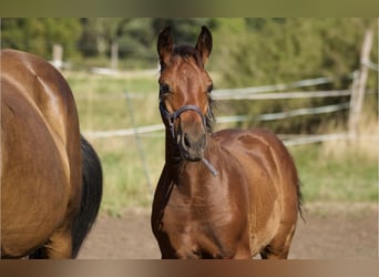 German Sport Horse, Stallion, 1 year, Bay-Dark