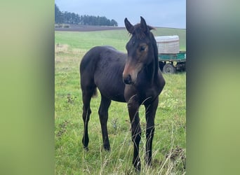 German Sport Horse, Stallion, 1 year, Brown
