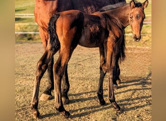 German Sport Horse, Stallion, 1 year, Brown Falb mold