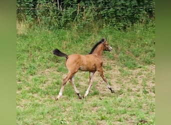 German Sport Horse, Stallion, 1 year, Brown