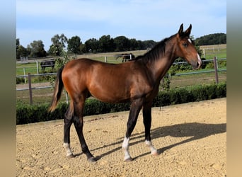 German Sport Horse, Stallion, 1 year, Brown