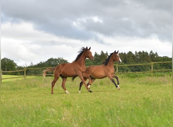German Sport Horse, Stallion, 1 year, Chestnut