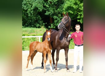 German Sport Horse, Stallion, 1 year, Chestnut