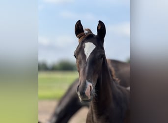 German Sport Horse, Stallion, 1 year, Chestnut