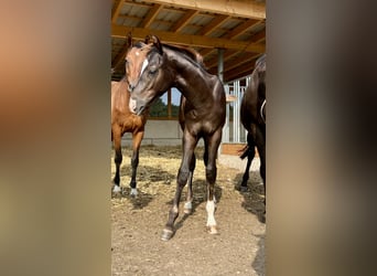 German Sport Horse, Stallion, 1 year, Chestnut