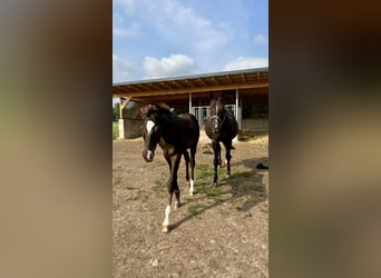 German Sport Horse, Stallion, 1 year, Chestnut