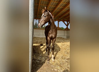 German Sport Horse, Stallion, 1 year, Chestnut