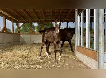 German Sport Horse, Stallion, 1 year, Chestnut