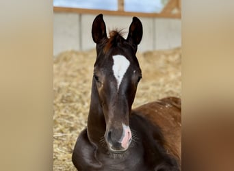 German Sport Horse, Stallion, 1 year, Chestnut