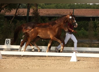 German Sport Horse, Stallion, 1 year, Chestnut-Red