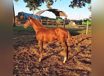 German Sport Horse, Stallion, 1 year, Chestnut-Red