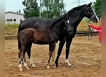 German Sport Horse, Stallion, 1 year, Smoky-Black