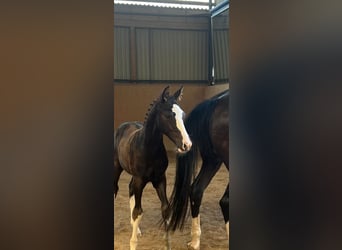 German Sport Horse, Stallion, 1 year, Smoky-Black