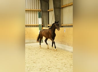German Sport Horse, Stallion, 2 years, 15.2 hh, Bay-Dark