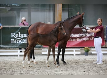 German Sport Horse, Stallion, 2 years, 15.2 hh, Bay-Dark