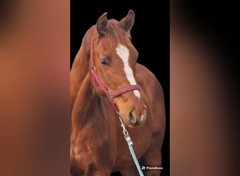 German Sport Horse, Stallion, 2 years, 15.2 hh, Chestnut-Red