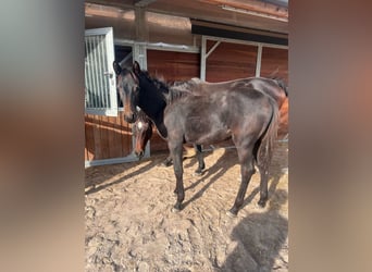German Sport Horse, Stallion, 2 years, 15,1 hh, Can be white
