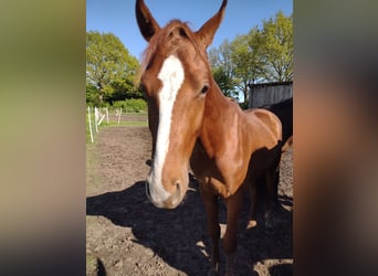 German Sport Horse, Stallion, 2 years, 15,3 hh, Chestnut-Red