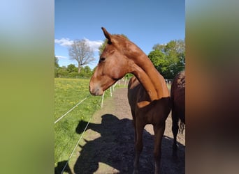 German Sport Horse, Stallion, 2 years, 15,3 hh, Chestnut-Red