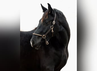 German Sport Horse, Stallion, 2 years, 16,1 hh, Black