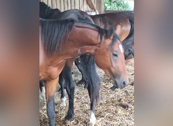 German Sport Horse, Stallion, 2 years, 16.1 hh, Brown
