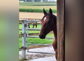 German Sport Horse, Stallion, 2 years, 16.1 hh, Brown