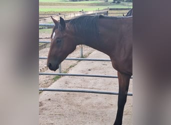 German Sport Horse, Stallion, 2 years, 16.1 hh, Brown