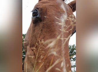 German Sport Horse, Stallion, 2 years, 16,1 hh, Brown