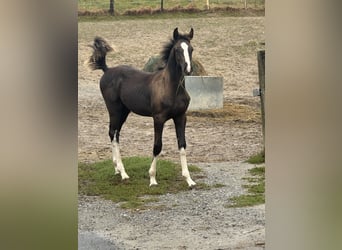 German Sport Horse, Stallion, 2 years, 16.2 hh, Black