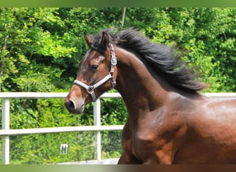 German Sport Horse, Stallion, 2 years, 16.2 hh, Brown