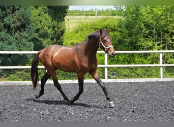 German Sport Horse, Stallion, 2 years, 16.2 hh, Brown