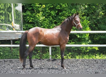 German Sport Horse, Stallion, 2 years, 16.2 hh, Brown