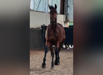 German Sport Horse, Stallion, 2 years, 16.2 hh, Brown