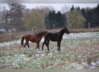 German Sport Horse, Stallion, 2 years, 16,3 hh, Bay-Dark