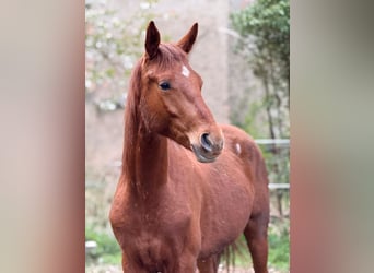 German Sport Horse, Stallion, 2 years, 16.3 hh, Chestnut-Red
