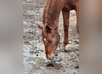 German Sport Horse, Stallion, 2 years, 16.3 hh, Chestnut-Red
