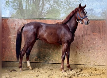German Sport Horse, Stallion, 2 years, 16 hh, Chestnut