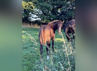 German Sport Horse, Stallion, 2 years, 16 hh, Chestnut