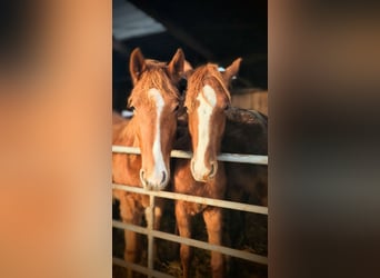 German Sport Horse, Stallion, 2 years, 16 hh, Chestnut-Red