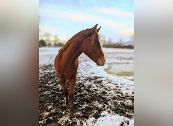 German Sport Horse, Stallion, 2 years, 16 hh, Chestnut-Red