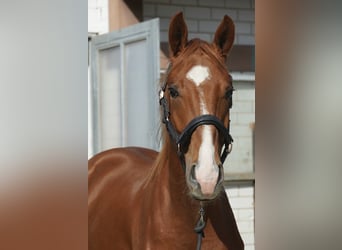 German Sport Horse, Stallion, 2 years, 16 hh, Chestnut-Red