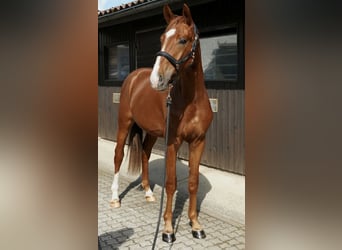 German Sport Horse, Stallion, 2 years, 16 hh, Chestnut-Red