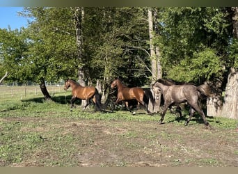 German Sport Horse, Stallion, 2 years, 16 hh, Grey