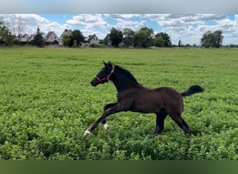 German Sport Horse, Stallion, 2 years, 16 hh, Smoky-Black