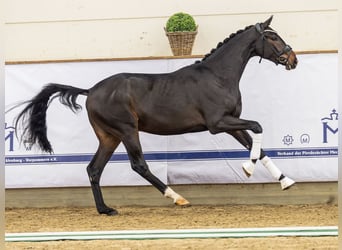 German Sport Horse, Stallion, 2 years, 16,1 hh, Smoky-Black